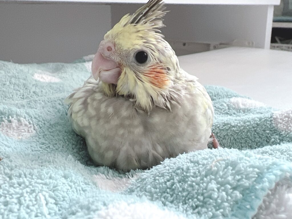 オカメインコ　シナモンパール１号　２